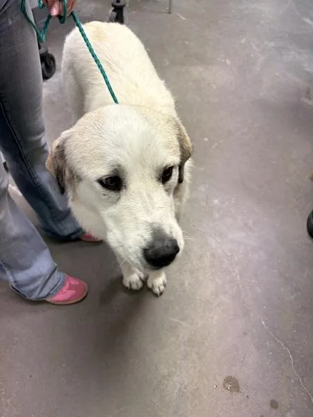 An adult large-sized female Great Pyrenees dog named Lily for adoption in Rio Rancho, NM