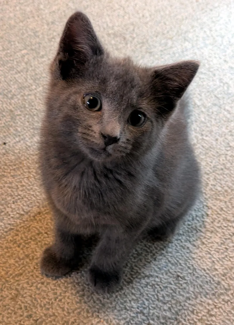 A baby medium-sized male Domestic Short Hair cat named Leo for adoption in Wadsworth, OH