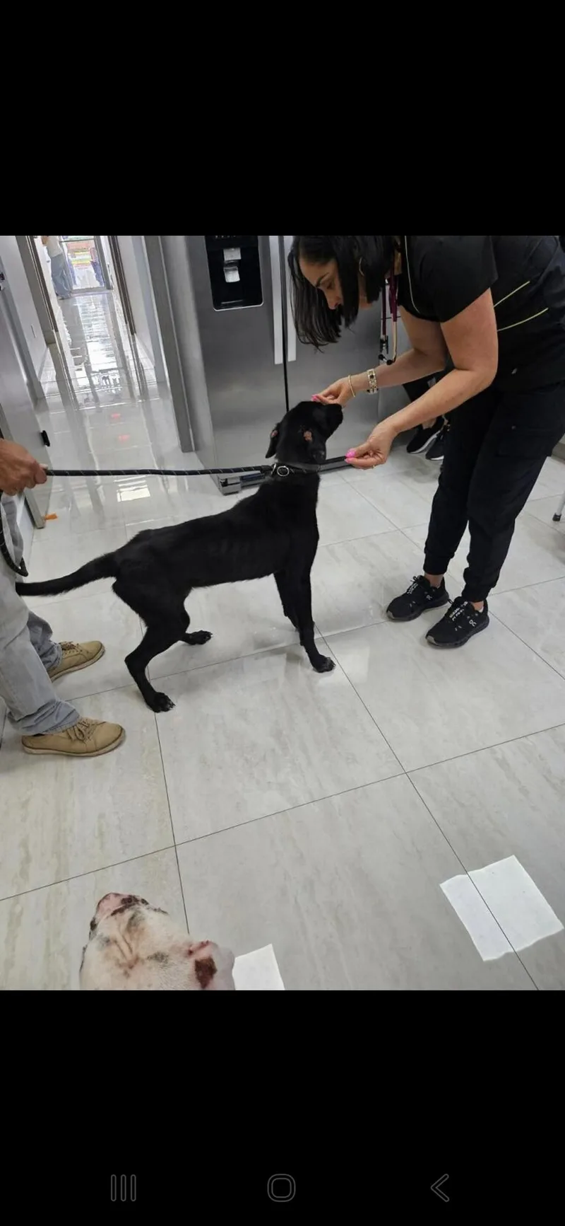 A young medium-sized male Labrador Retriever dog named Marshall for adoption in Bradenton, FL