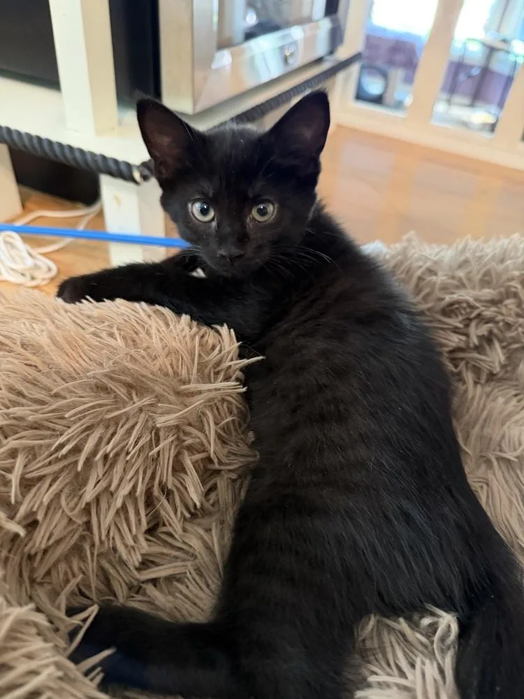 A baby small-sized female Black Domestic Short Hair cat named Red Pepper for adoption in Omaha, NE