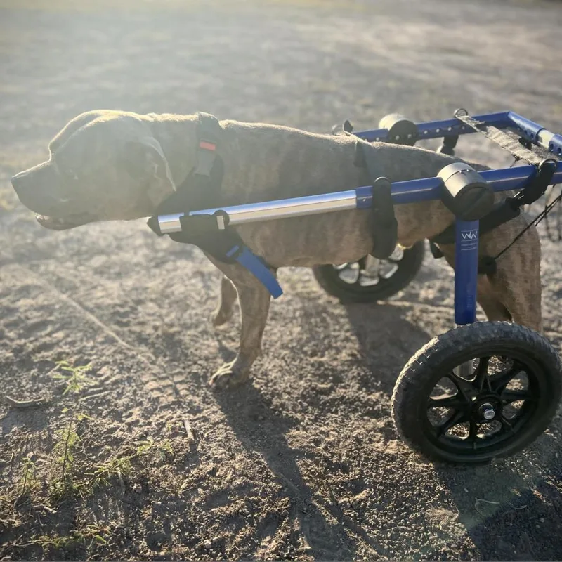 Forrest Gump Ag Aka thumbnail 2