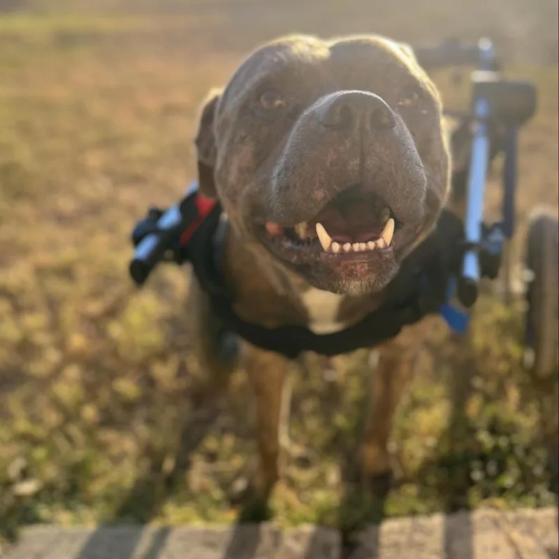 Forrest Gump Ag Aka thumbnail 3