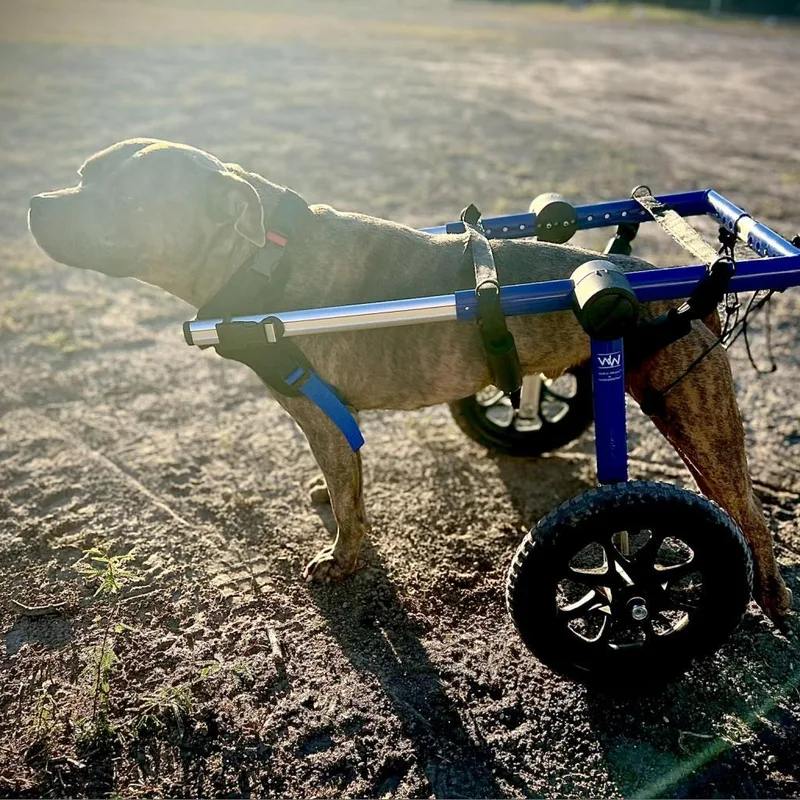 Forrest Gump Ag Aka thumbnail 4