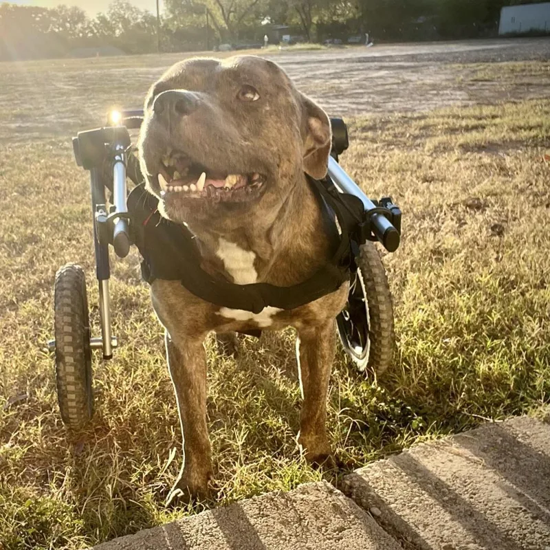 Forrest Gump Ag Aka thumbnail 5