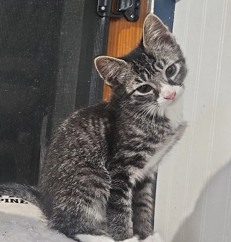 A baby small-sized male Black & White / Tuxedo Domestic Short Hair cat named Buffer for adoption in West Mifflin, PA