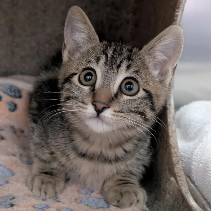 A baby small-sized female Brown / Chocolate Domestic Short Hair cat named Lettie for adoption in Reno, NV