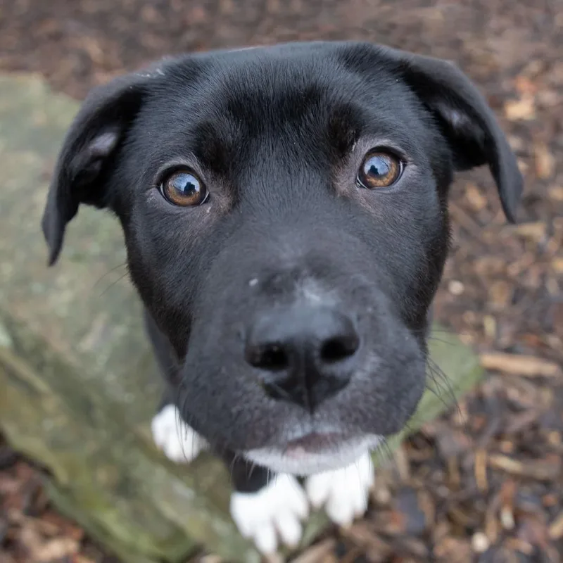 Charles Boyle thumbnail 2