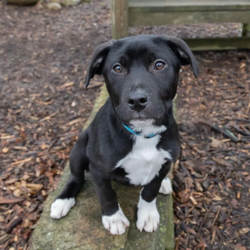 Charles Boyle thumbnail 3