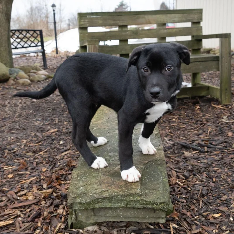 Charles Boyle thumbnail 4