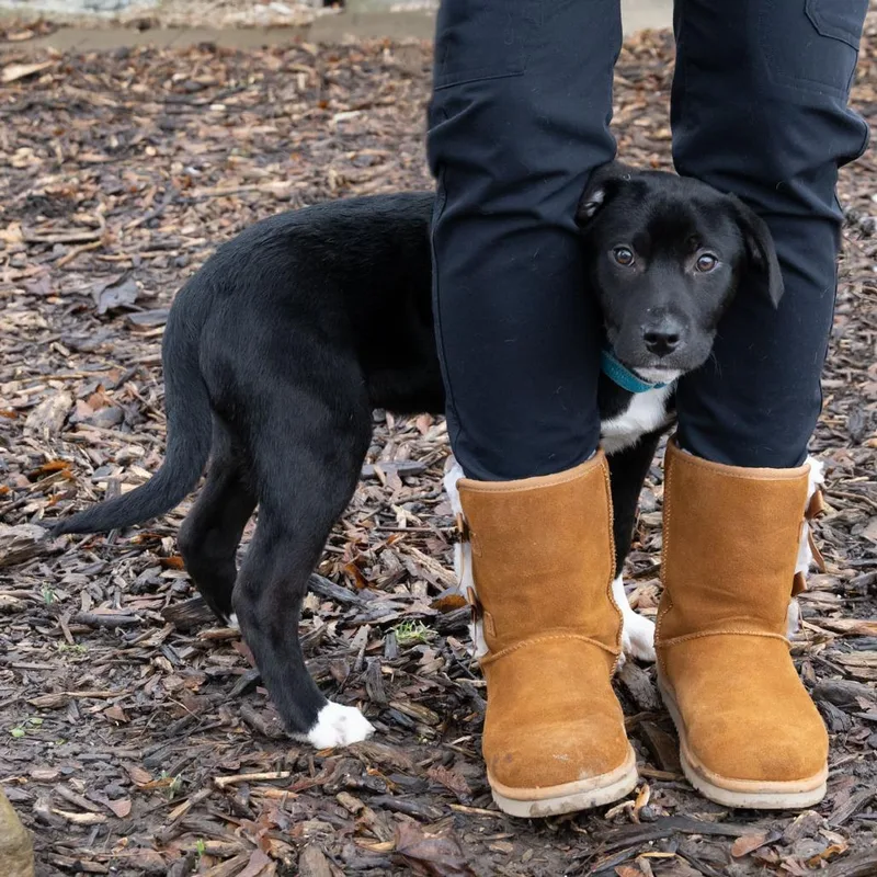 Charles Boyle thumbnail 5