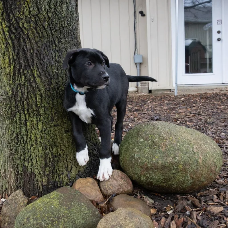 Charles Boyle thumbnail 6