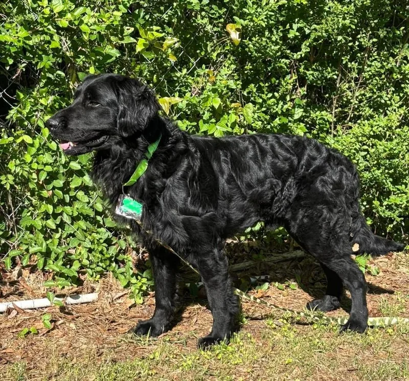 A young medium-sized male Black Flat-Coated Retriever dog named Luigi for adoption in New Canaan, CT