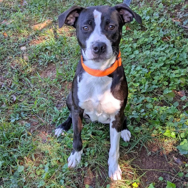 A young medium-sized male Pit Bull Terrier dog named Julian for adoption in Charlottesville, VA