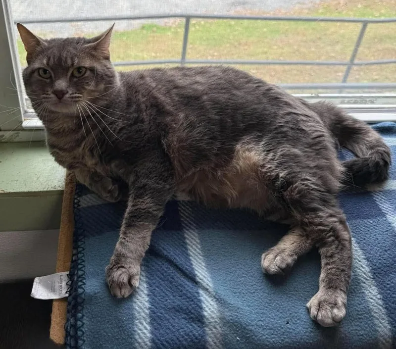 An adult large-sized male Domestic Short Hair cat named Gus for adoption in Springfield, VT
