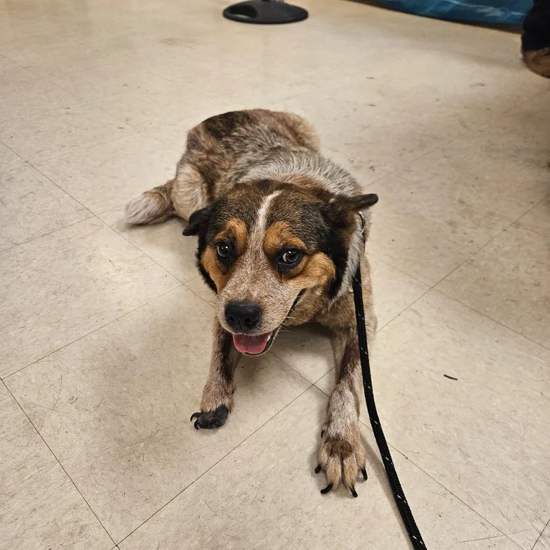 An adult medium-sized female Apricot / Beige Cattle Dog dog named Roux for adoption in Lake Panasoffkee, FL