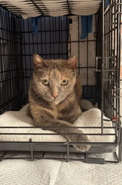 An adult medium-sized female Tortoiseshell Domestic Short Hair cat named Maude for adoption in Brooklyn, NY