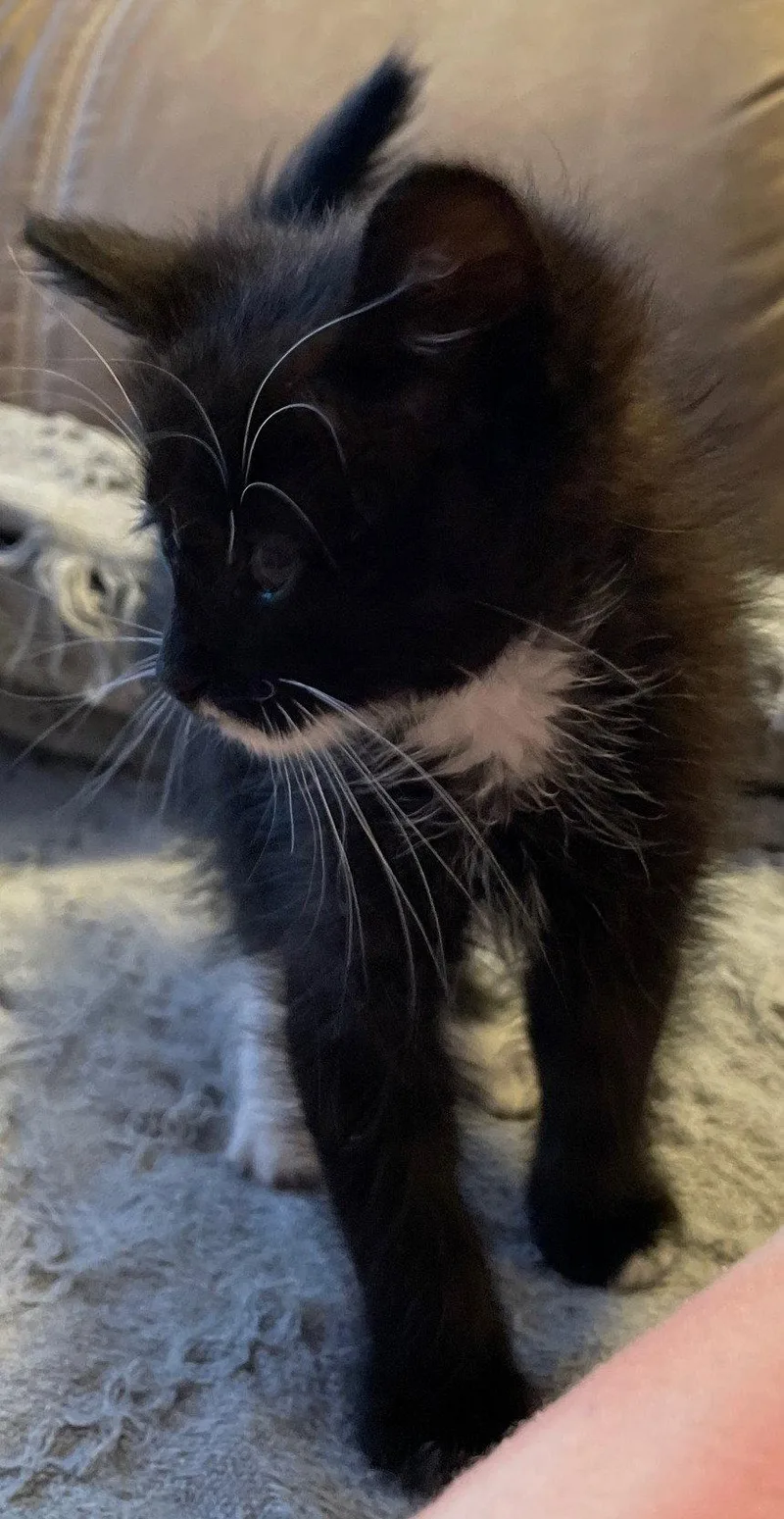 A baby medium-sized male Black & White / Tuxedo Domestic Short Hair cat named Mj for adoption in Island Lake, IL