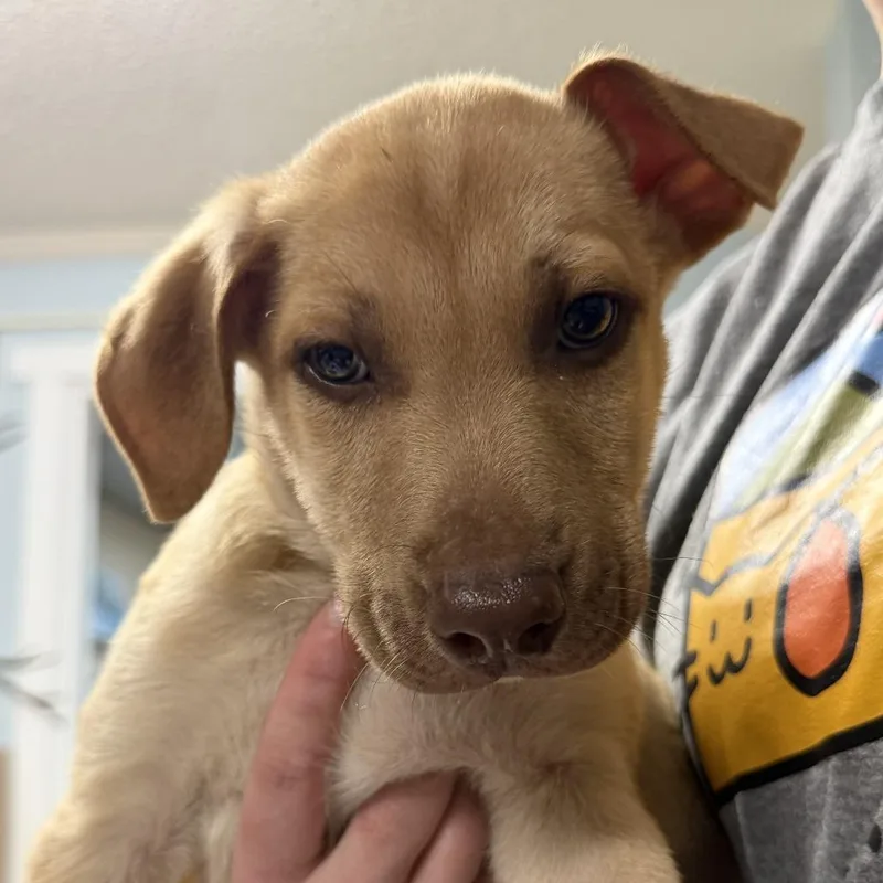 A baby medium-sized male Brown / Chocolate Shepherd dog named Edward for adoption in Johnson City, TN