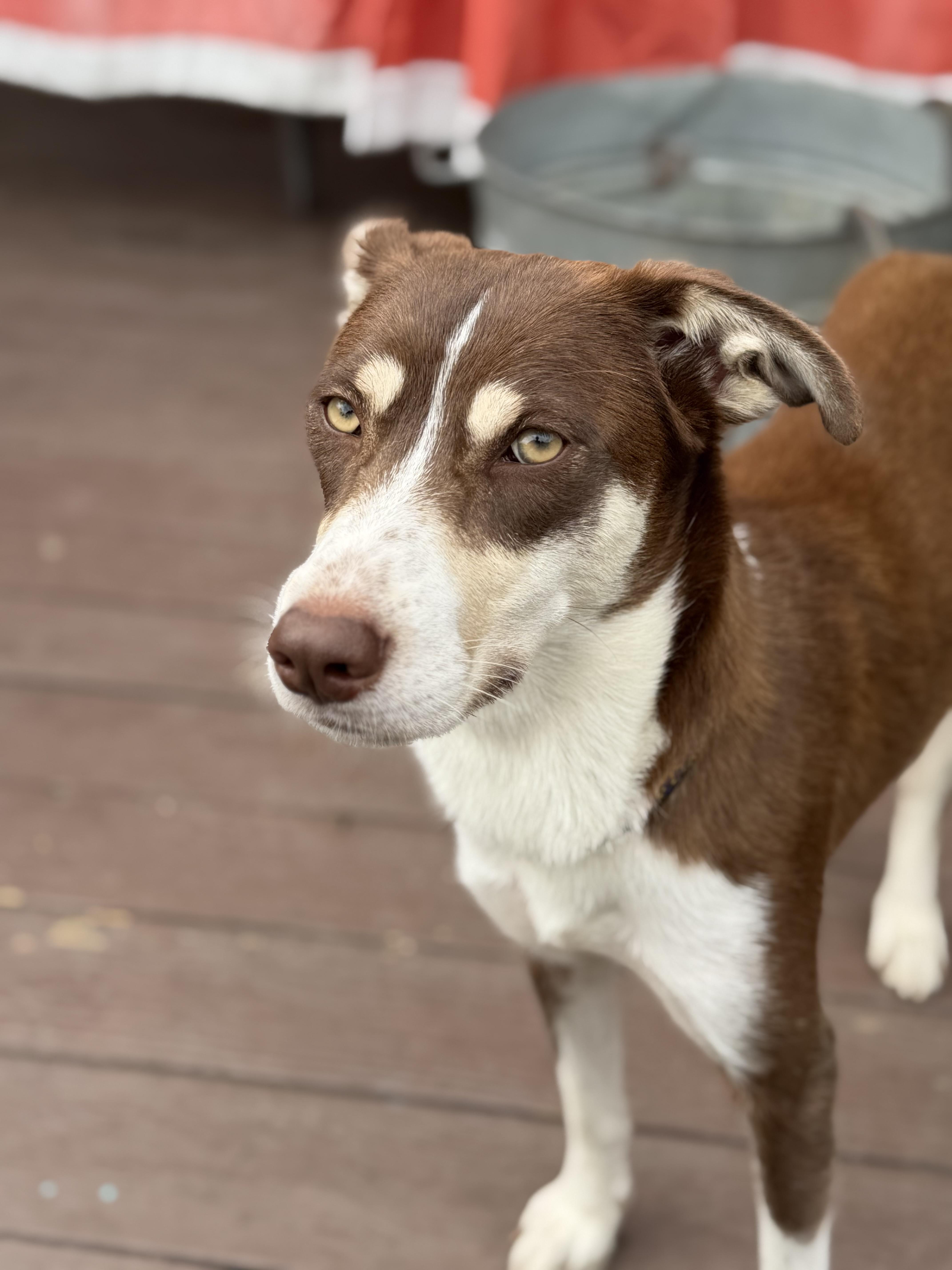 An adult medium-sized female Red / Chestnut / Orange Husky dog named Nena for adoption in Myakka City, FL