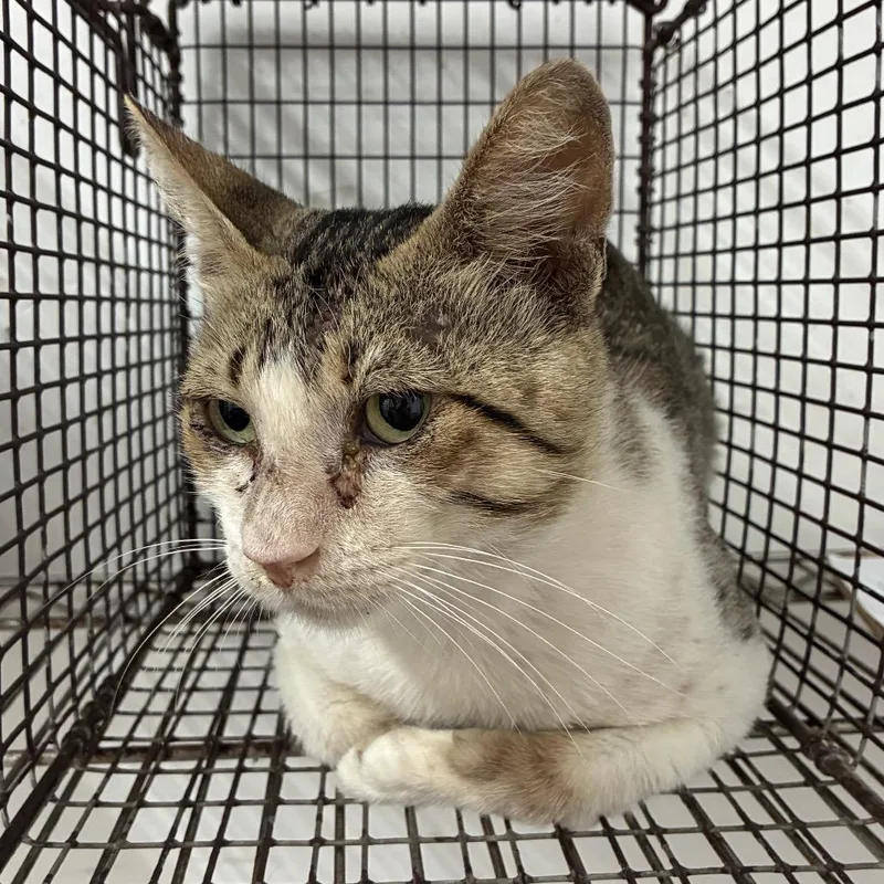 Kiko