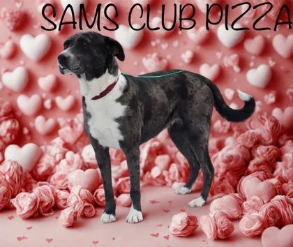Sam`s Club Pizza