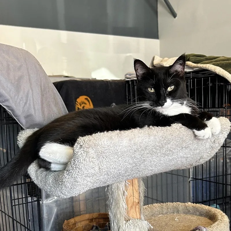 An adult large-sized male Black & White / Tuxedo Domestic Short Hair cat named Bishop for adoption in Devils Lake, ND