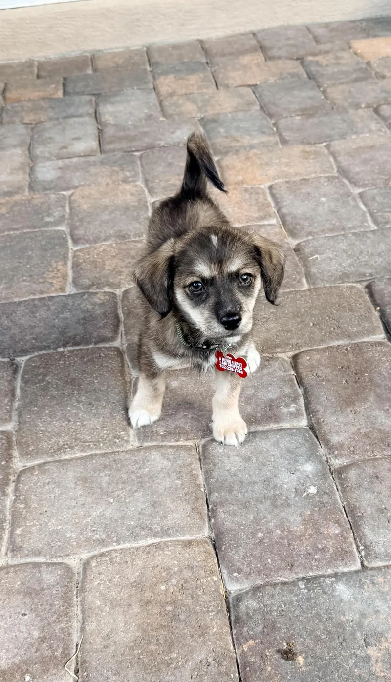A baby small-sized male Bicolor Mixed Breed dog named Cody for adoption in Las Vegas, NV