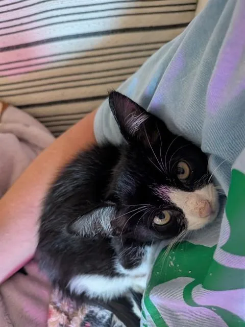 A baby small-sized female Domestic Short Hair cat named Mochi for adoption in Fort Walton Beach, FL