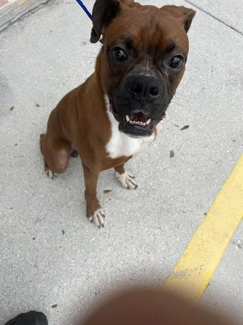An adult medium-sized male Boxer dog named Mark for adoption in Miami, FL