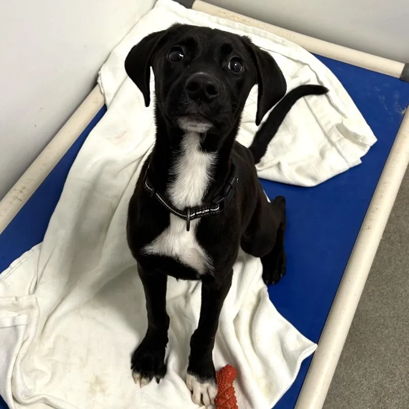 A baby small-sized female Black Labrador Retriever dog named Penguin for adoption in Rocky Mount, VA