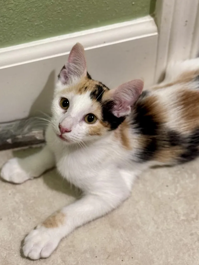 A baby small-sized female Domestic Medium Hair cat named Twyla for adoption in Carlsbad, CA