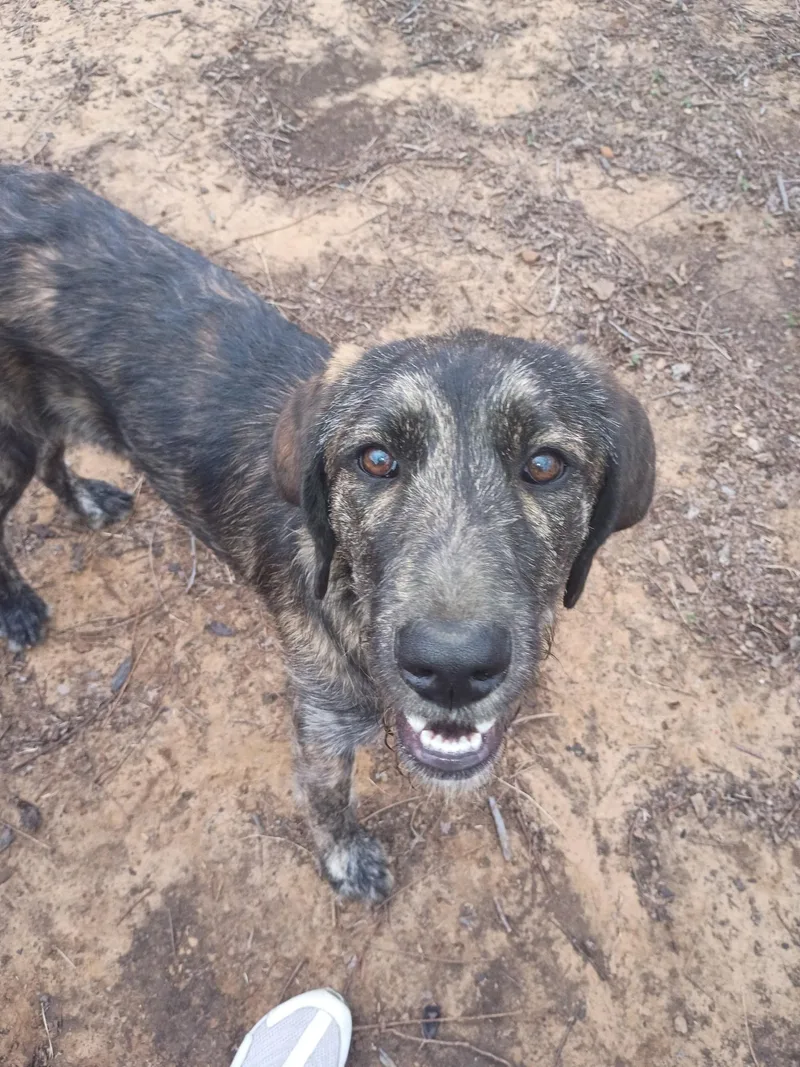 A baby large-sized female Gray / Blue / Silver Irish Wolfhound dog named Chloe for adoption in Garland, TX