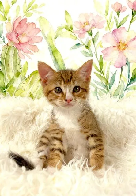 A baby small-sized male Tabby (Tiger Striped) Tabby cat named Moe for adoption in Tehachapi, CA