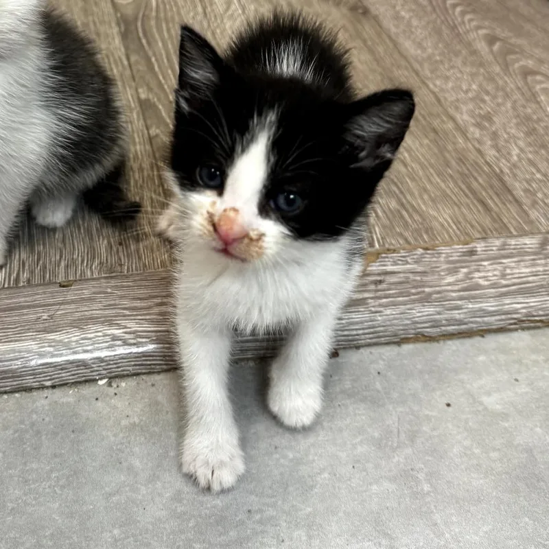 Rigatoni thumbnail 2