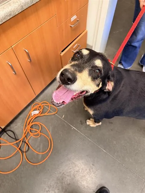 An adult large-sized male Black and Tan Coonhound dog named Ruger for adoption in Santa Cruz, CA