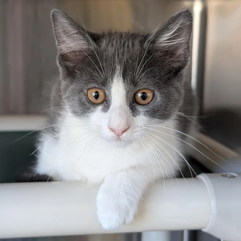 A baby medium-sized male Domestic Short Hair cat named Ponzu  Reduced Fee for adoption in Jefferson, WI