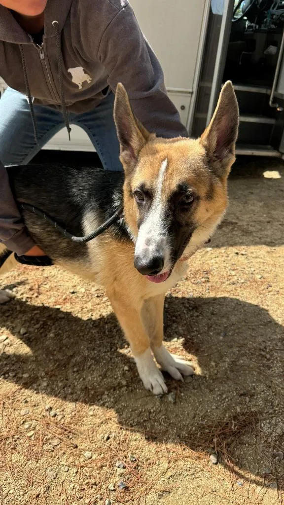 A young large-sized male Shepherd dog named Jimmy for adoption in Tehachapi, CA