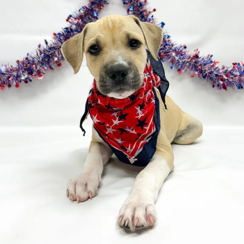 A baby small-sized male Boxer dog named Sunny for adoption in Parker, CO