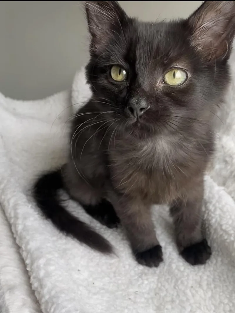 A baby medium-sized female Black & White / Tuxedo Domestic Medium Hair cat named Shelly for adoption in Ephrata, WA