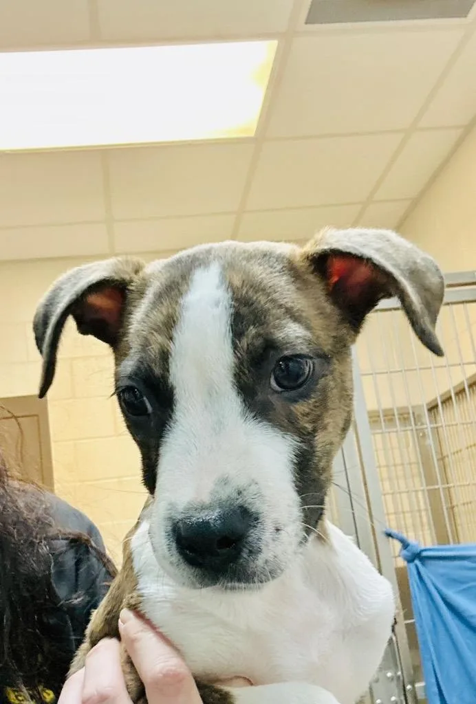 A young medium-sized female Mixed Breed dog named Lottie for adoption in Rome, GA