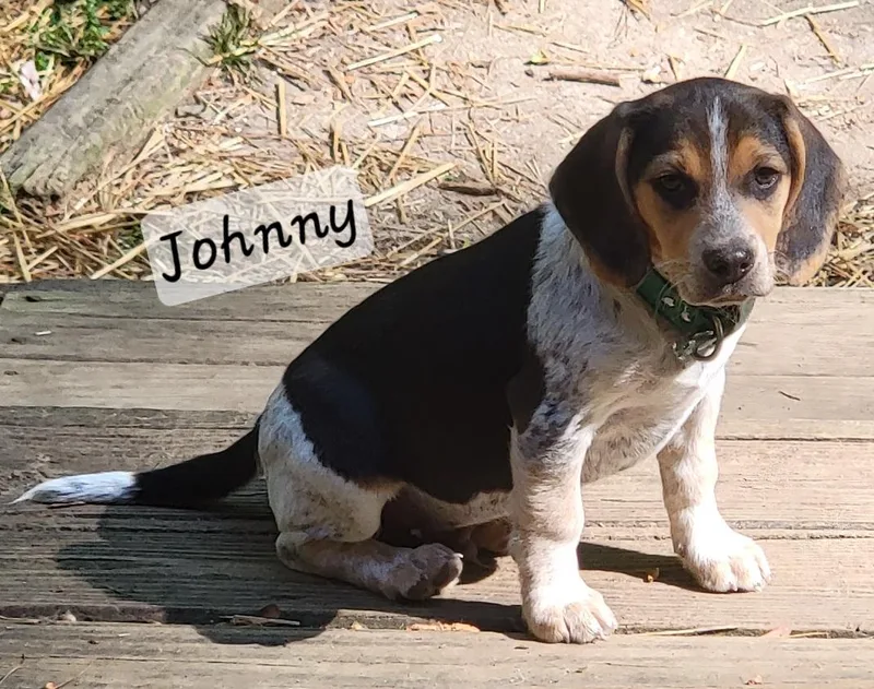 Johnny thumbnail 3