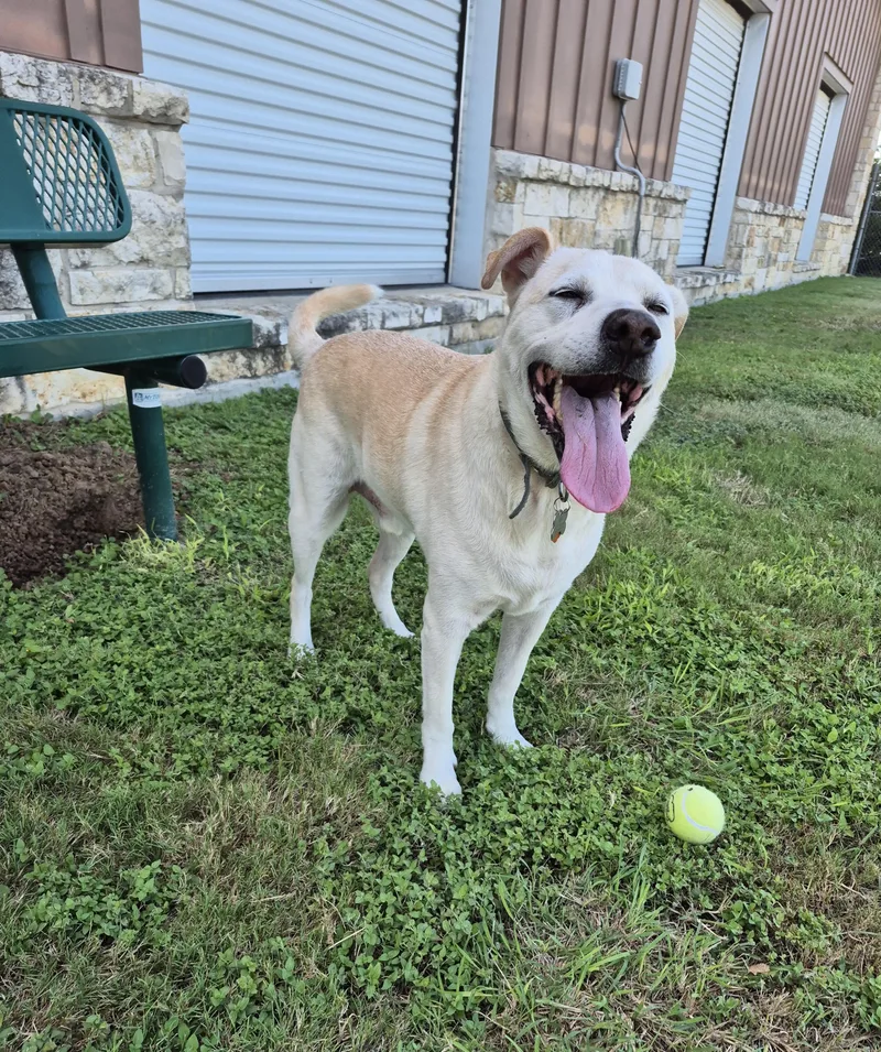 A senior medium-sized male Labrador Retriever dog named Beau for adoption in Schertz, TX