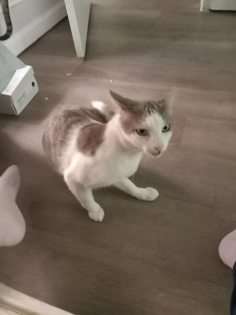 A young medium-sized female Domestic Short Hair cat named Butters for adoption in Spring, TX