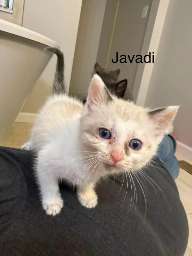 Javadi thumbnail 2