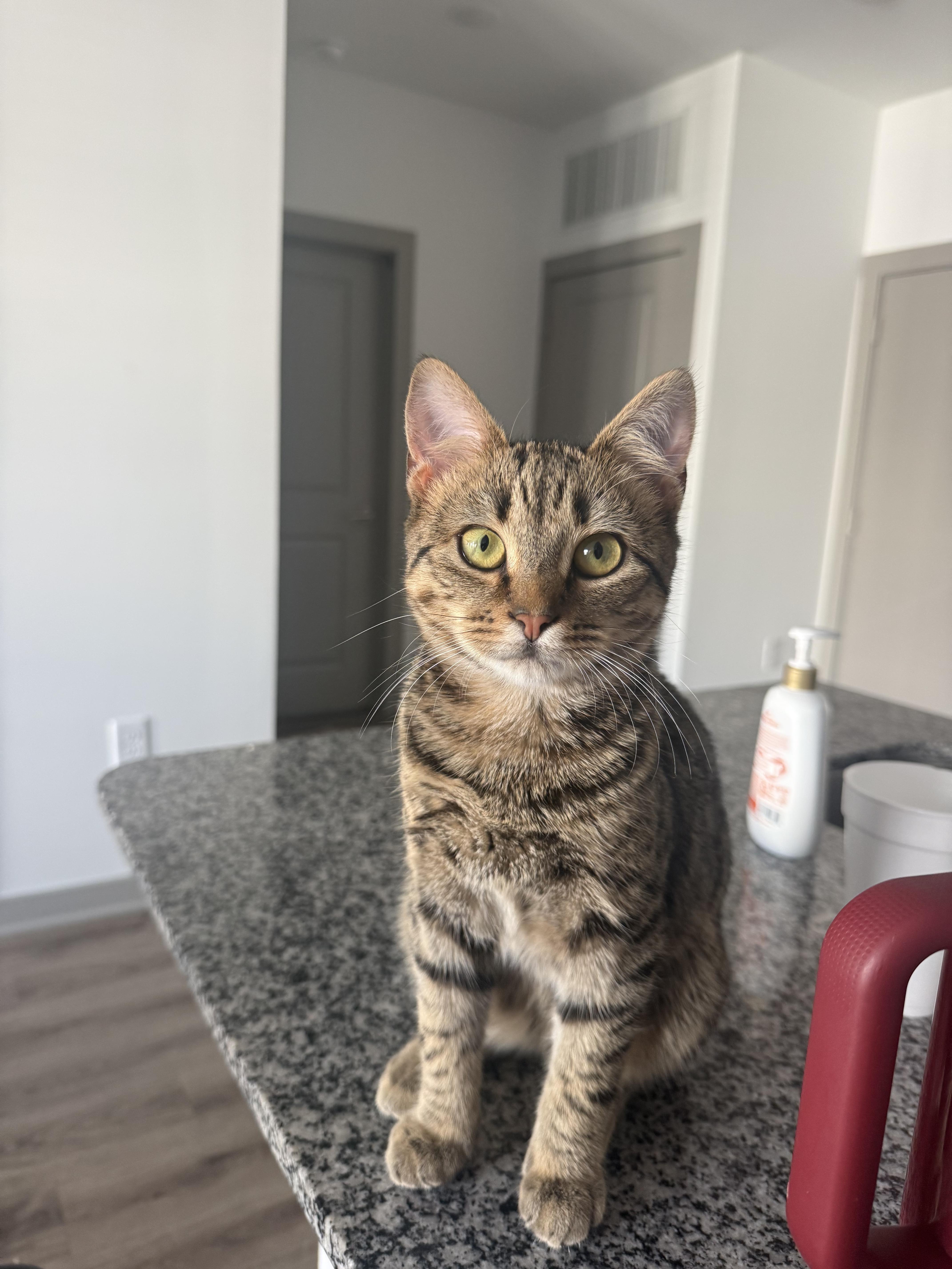 A young medium-sized male Tabby (Brown / Chocolate) Tabby cat named Sonny for adoption in Columbia, SC