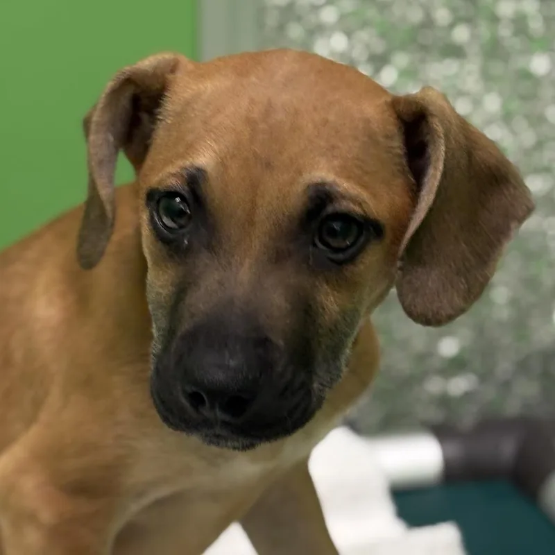 A baby small-sized male Brown / Chocolate Plott Hound dog named Patrick for adoption in Calverton, NY