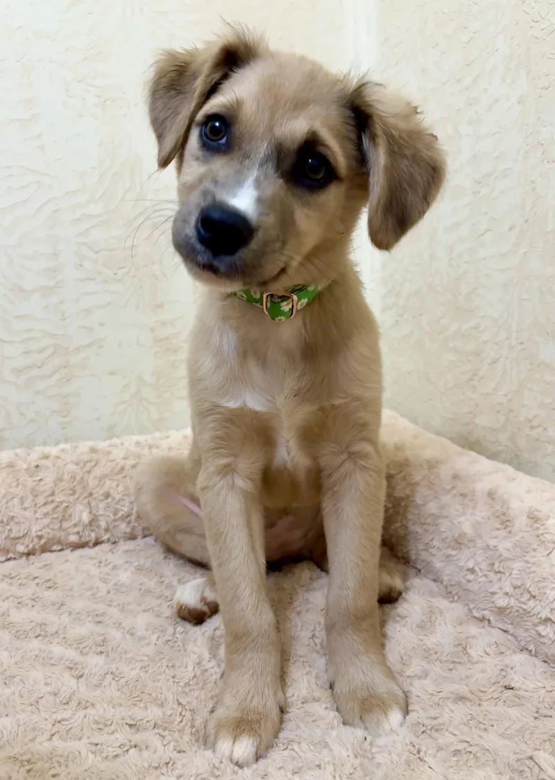 A baby medium-sized female Shepherd dog named Scarlett for adoption in Forest, VA