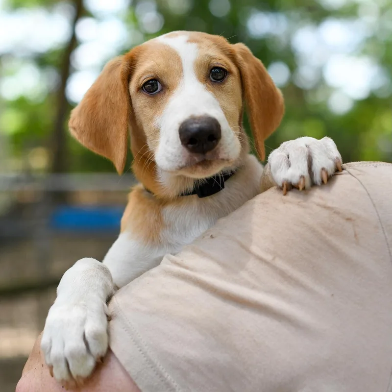 A baby medium-sized female Yellow / Tan / Blond / Fawn Mixed Breed dog named Dolly for adoption in BONIFAY, FL