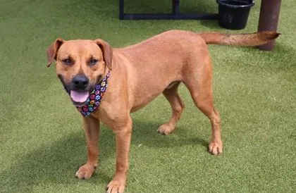 An adult large-sized male Mixed Breed dog named Rover for adoption in Athens, GA