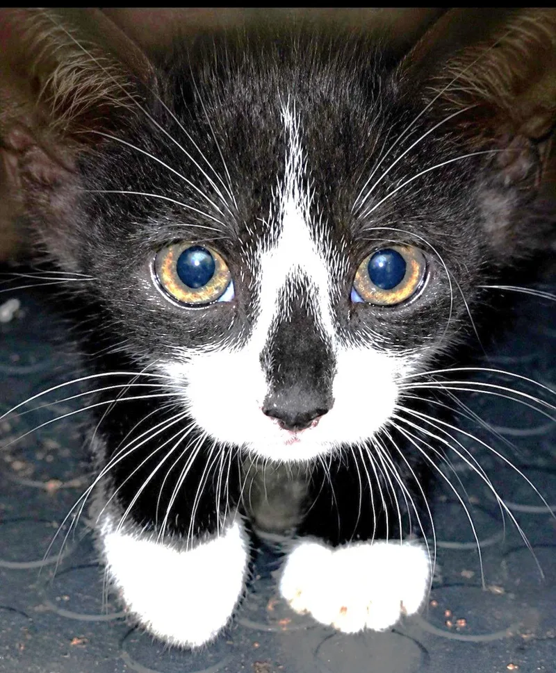 A baby medium-sized female Black & White / Tuxedo Domestic Short Hair cat named Swiftie for adoption in Great Neck, NY